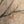 Painting “Branch and Shadow”
