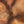 The painting “Amber Flows” is an abstract work in golden brown tones
