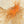 The painting “Fire Pollen” — a textured abstract flower in a calm palette